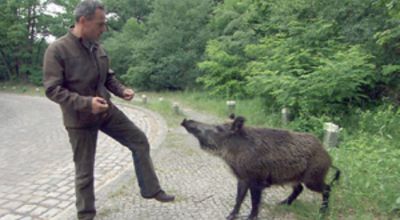 Ehlert with sow