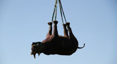 Flying Rhino