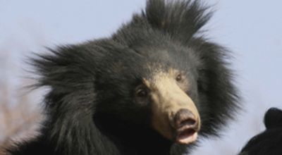Sloth bear