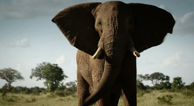 Movie still, elephant