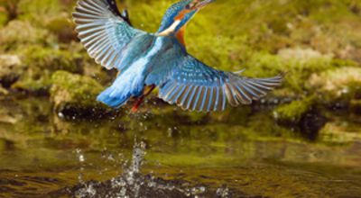 The Kingfisher