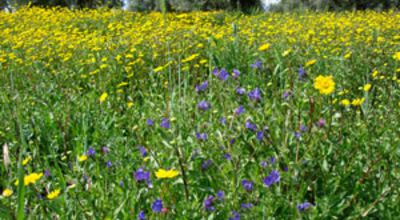 Sommerblumen, Montados