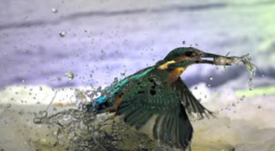 Movie still, kingfisher