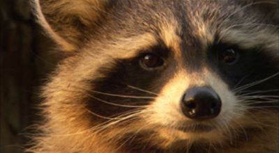 Raccoon