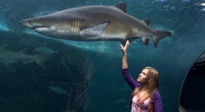 Wolke Hegenbarth meet a shark