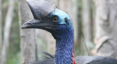 Helmkasuar