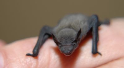 common pipistrelle 