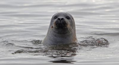 Seal