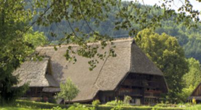 In the Black Forest