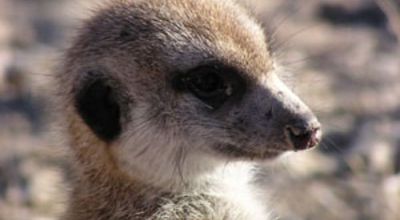 Erdmännchen