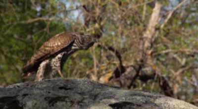 Movie still, goshawk