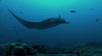 At the reef of manta rays