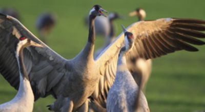 Cranes