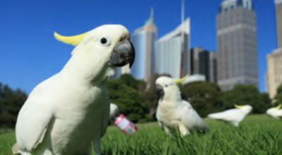 Movie still, parrots