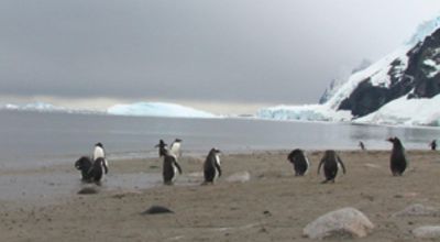 Shackleton's paradise