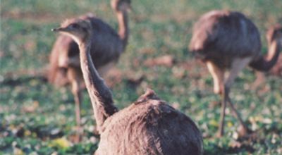 Rheas on the Run