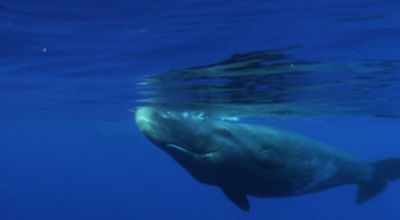 Sperm whale