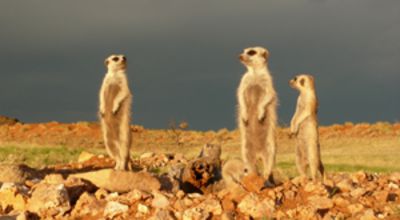 Meerkats