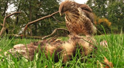 Red Kite