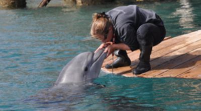 Dolphin-love