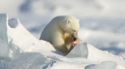 18_Eisbaeren_koennen.jpg