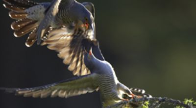 Two Cuckoo males
