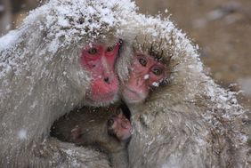 Wildes Japan