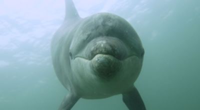 Dolphin