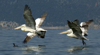 Flying pelicans