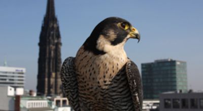 Wild hamburg