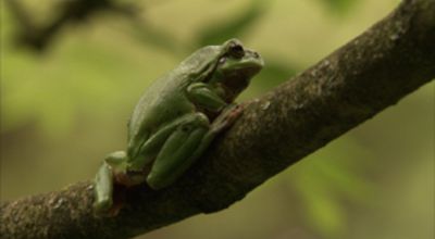 Climbing Tree frog