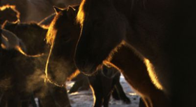Wild Horses