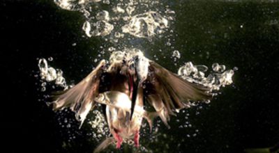 Diving kingfisher