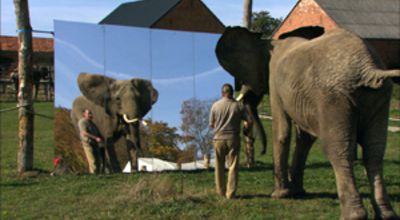 Elephant in the Mirror