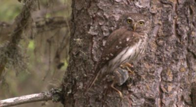 Little owl with prey