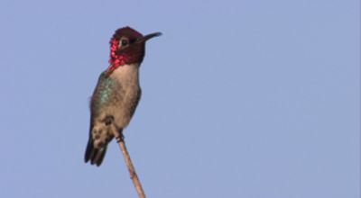 Bee Hummingbird