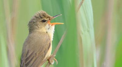 Reed Warbler
