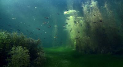 Shoal