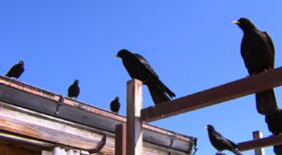 Alpine ravens