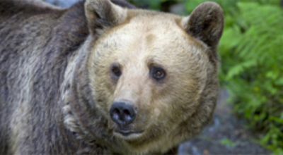 Movie still, bear