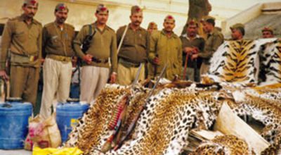 17_SeizureOfTigerSkinsInKhaga.jpg