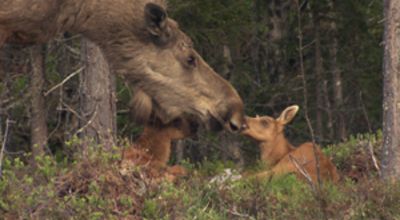 Elk
