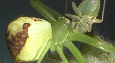 Spider with prey