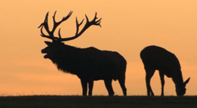Stag