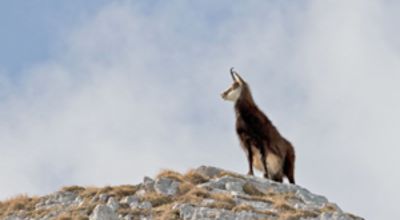 Chamois