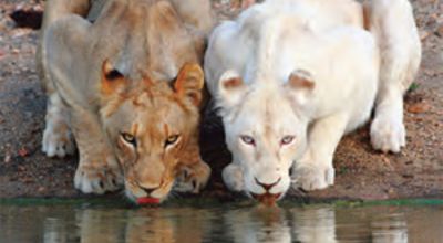 Lions
