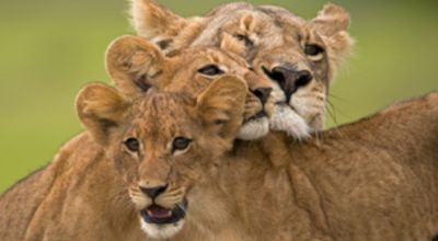 Lions