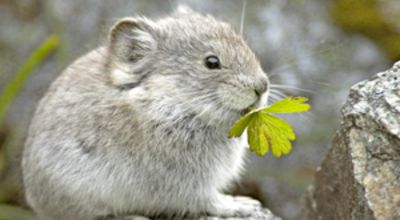 Alaskan pika
