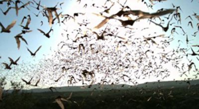 Bats