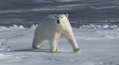 Polar Bear